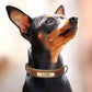 Tail N Tailz Customized Leather ID Nameplate Dog Collar Free Engraving Name for Small Medium Large Dogs