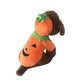 Pumpkin Funny Pet Halloween Costume